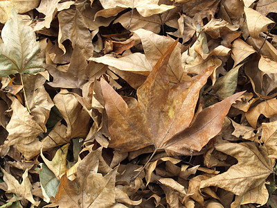 落叶墙纸树叶叶子棕色图片