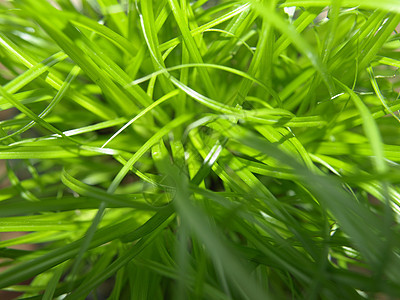 草地杂草叶子植被植物场地绿色树叶公园背景图片