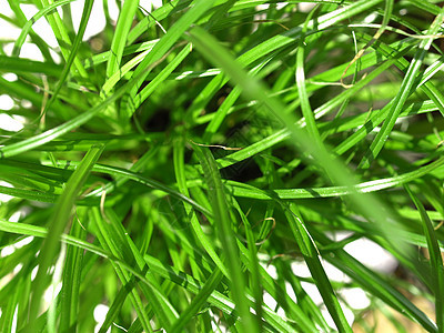 草地杂草叶子场地植物公园树叶植被绿色图片