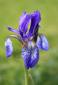 伊瑞斯鸢尾花植物紫色露天图片