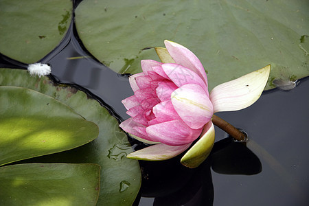 粉红水百合粉色反射环境花瓣花园树叶植物公园绿色植物群图片