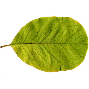 叶子黄色绿色植物墙纸植被树叶棕色图片