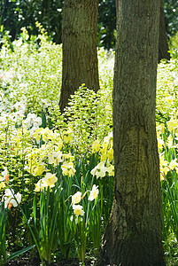 绿色春天花园公园旅行花朵植物学植物群游客蓝色郁金香季节图片