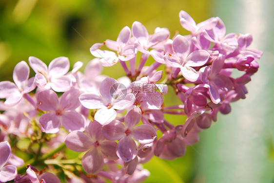 立花闭合花园宏观植物群花瓣植物淡紫色花朵薰衣草灌木植物学图片