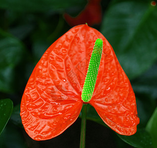 热带花花风景柱头公园花粉花园叶子生育力美丽木槿晴天图片