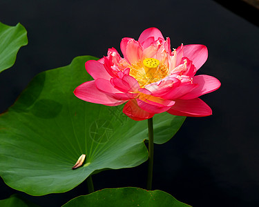 花朵公园风景植被植物群旅行木槿花园叶子柱头晴天图片