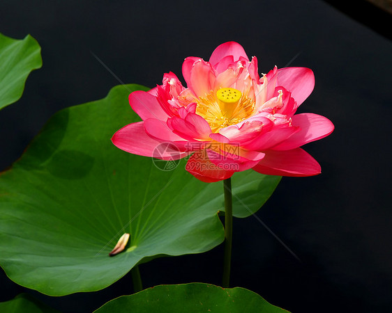 花朵公园风景植被植物群旅行木槿花园叶子柱头晴天图片