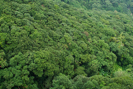 热带雨林树叶树梢绿色荒野植物学热带植物乡村森林图片