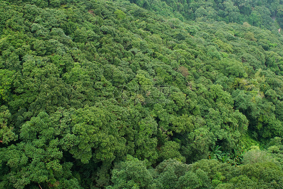 热带雨林树叶树梢绿色荒野植物学热带植物乡村森林图片