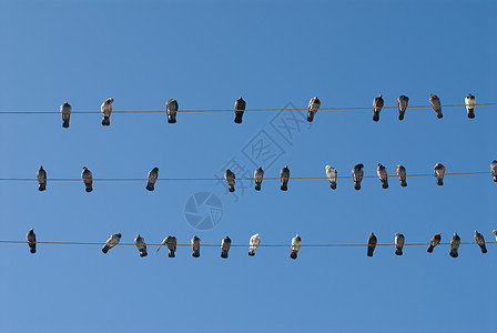 电线上的一大批鸽子图片