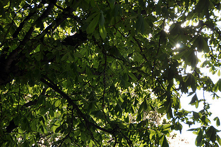 阳光下的栗子树图片