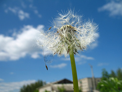 白花层天空蓝色绒毛白色图片