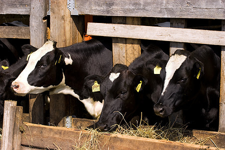 喂养地点的牛木头牧场哺乳动物奶牛白色家畜好奇心鼻子动物饲养场图片