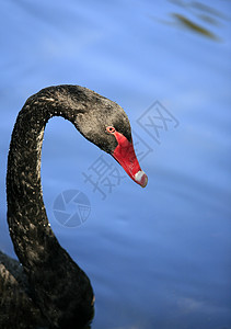 黑天鹅天鹅脖子翅膀羽毛眼睛白色红色黑色蓝色高清图片