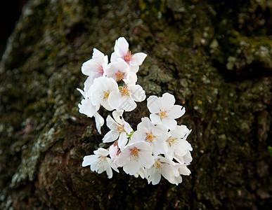 单樱花在树枝上枝条国家季节直流电建筑学花朵盆地节日时间生长图片