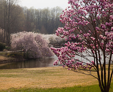 华盛顿的马格兰花架樱花花图片