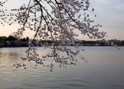 樱花在日落的夕阳下开花盆地节日旅游旅行时间城市季节直流电生长观光图片