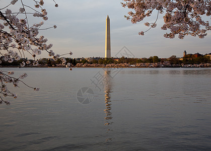 带有樱花花的华盛顿纪念碑花朵季节反射蓝色潮汐时间旅游盆地观光公园图片