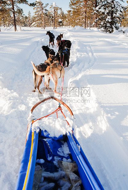 狗雪车队季节驾驶犬类团队森林冒险运动跑步雪橇工作图片