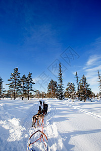 狗雪车队犬类驾驶跑步冒险团队森林娱乐竞赛雪橇动物图片