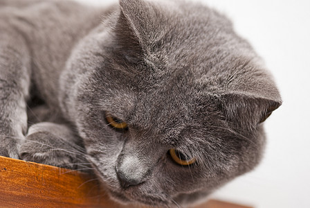 意大利 CatSac表达式毛皮蓝色头发胡须猫科动物眼睛小猫鼻子宠物猫咪图片