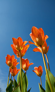 橙色郁金香和清蓝的天空图片