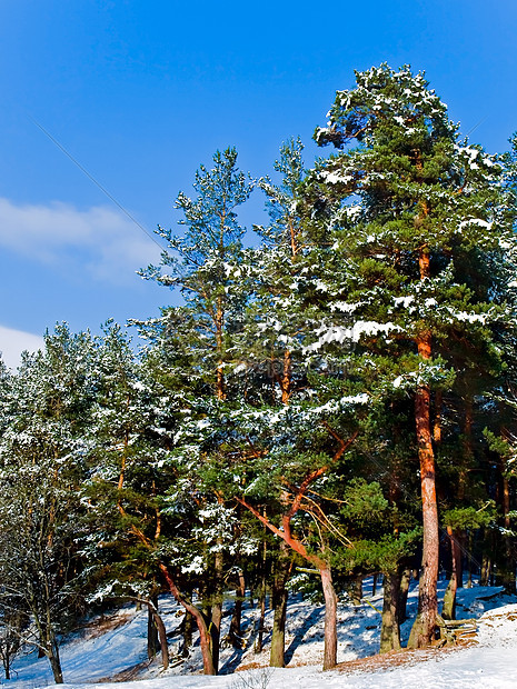 冬季森林木头绿色季节树木树林蓝色松树天空图片