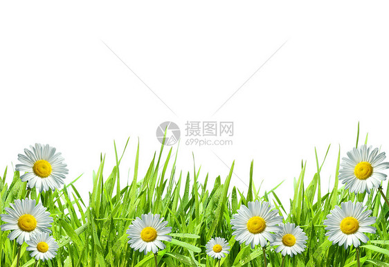 青草与白花菊对白图片