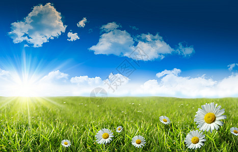 青草的野仙子 蓝天空场景牧场太阳地平线雏菊天空季节天堂农村阳光图片