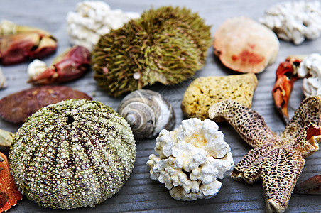 海洋宝藏珊瑚标本生物骨骼动物收藏甲壳情调生活异国图片