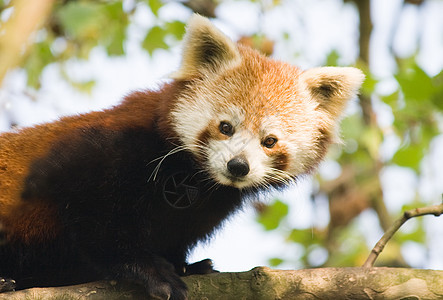 红熊猫狐狸濒危吉祥物大熊猫富根动物园动物学火狐火猫哺乳动物图片