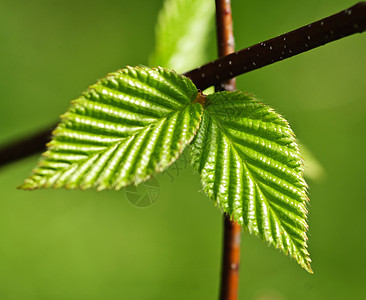 绿春叶生态分支机构榆树树叶绿色植物环境叶子季节静脉生活图片