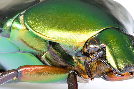热带热带雨林野生动物林地昆虫学雨林丛林树木苍蝇翅膀昆虫生物图片