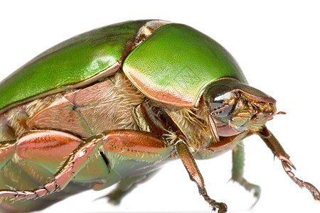 切费尔甲蜂臭虫昆虫宏观小动物雨林森林树木昆虫学甲虫苍蝇图片