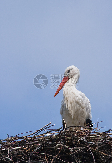 欧洲白色斯托克图片