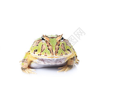 幻想青蛙爬虫俘虏橙子宠物生物黄色白色绿色动物情调背景图片