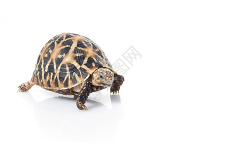 印度海龟宠物乌龟白色动物动物学爬虫野生动物异国爬虫学情调图片