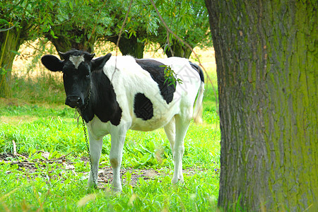 野中的牛牛小牛生态草地家畜地面牛奶国家犊牛奶牛生长背景图片