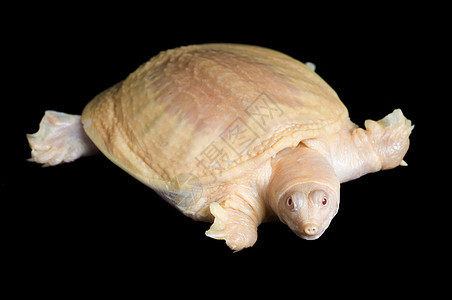阿尔比诺 中国软壳海龟黑色宠物动物爬虫学游泳者乌龟爬虫野生动物情调异国图片