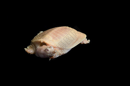 阿尔比诺 中国软壳海龟黑色游泳者爬虫野生动物爬虫学异国情调宠物乌龟动物图片