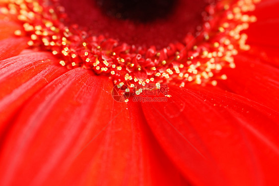 红菊花团花瓣宏观异国格柏雏菊红色情调图片