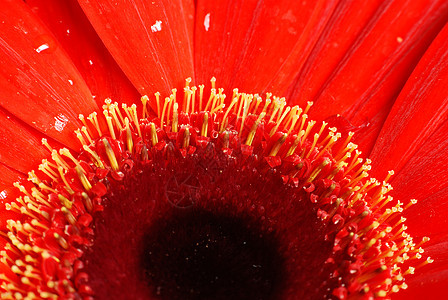 红菊花团宏观情调格柏异国花瓣雏菊红色图片
