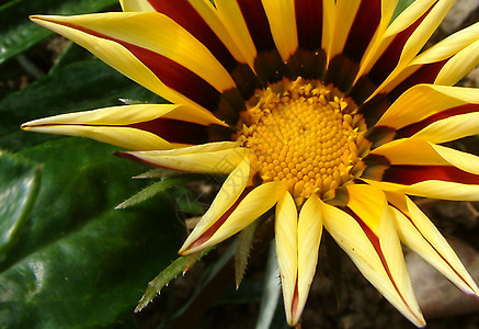 Gazania 虎状花园雏菊花瓣虎纹宏观中心植物植物群条纹寝具图片