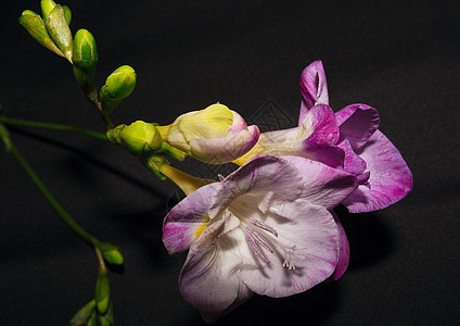 小苍兰灯泡花朵紫色香味花束植物群绿色香水植物宏观图片