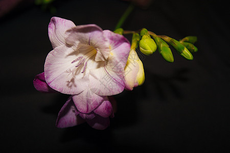 小苍兰花粉香水香味紫色植物花瓣植物群花束花朵绿色图片