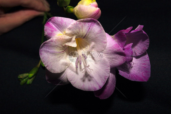 小苍兰宏观香味植物花束花朵花瓣植物群灯泡花粉紫色图片