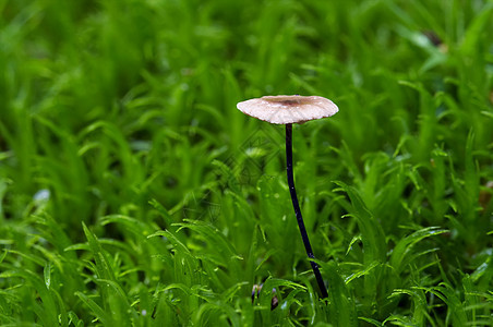 马拉斯米乌斯大蒜多叶植物苔藓宏观图片