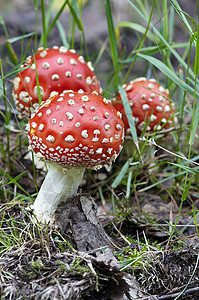 蘑菇  苍蝇海绵宏观雨后春笋菌盖植物常委图片