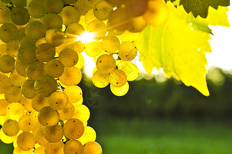 黄葡萄收成场地生产园艺分支机构生长树叶水果农村太阳图片