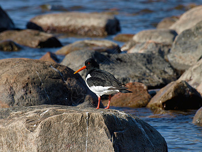 牡蛎捕猎者红色翅膀动物海滩白色黑色动物群羽毛橙子涉水图片